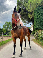 Nose Pure - Rosette Reins